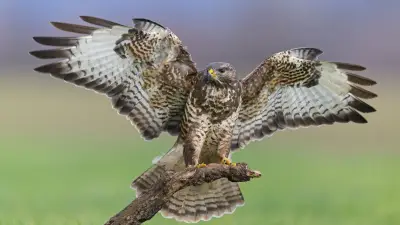 Un trailer attaqué par une buse dans le Jura : trois entailles à la tête