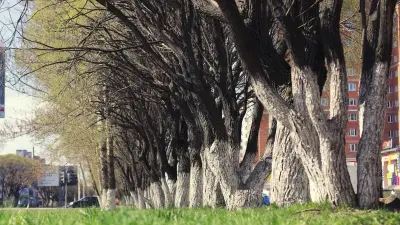 Vandalisme d'arbres à Aix-en-Provence : trois suspects filmés