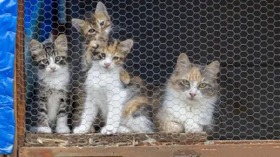 Vol de chats au Vietnam : 480 félins saisis, 9 arrestations