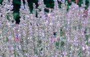 10 plantes anti-moustiques pour des soirées d'été sereines
