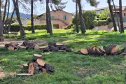 Abattage des pins à La Seyne : reprise des coupes malgré l'opposition