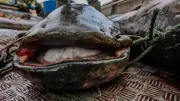 Ado de 16 ans pêche un silure géant de 2,50 mètres à Montjean-sur-Loire