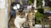 Airbnb : elle retrouve ses chats calcinés et son appartement saccagé