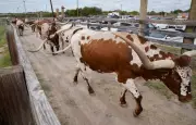 Alerte au parasite du bétail au Texas : un cas suspect de lucilie bouchère