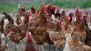 Alès : sauvez des poules pondeuses promises à l'abattoir pour 7 €