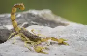 Animaux venimeux en Europe : dangers et découvertes scientifiques