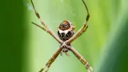 Araignée-baliste : une nouvelle espèce catapulte ses proies en Australie
