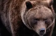 Attaque de grizzly dans le Montana : un randonneur grièvement blessé sauvé par un médecin