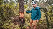 Aubais : une vingtaine de pins sauvagement cerclés dans une forêt privée