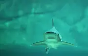 Australie : deuxième attaque mortelle de requin en trois semaines