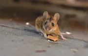 Australie : invasion massive de souris, un cauchemar pour l'ouest et le sud