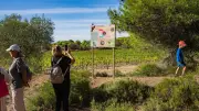 Balade guidée à Montagnac pour découvrir la biodiversité viticole