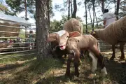 Bargème : fête de la transhumance, hommage au pastoralisme local
