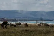 Beyrouth accuse Israël de pulvériser du glyphosate à la frontière