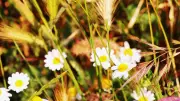 « Bienvenue dans mon jardin » : 14e édition à Nant le 13 juin