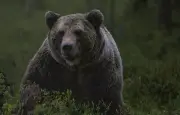 Californie : un couple repousse un ours à la bouteille d'eau et à la hache