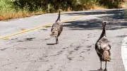 Californie : une mamie de 83 ans attaquée par deux dindes sauvages en pleine rue