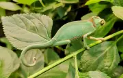 Caméléon et seiche : les secrets du camouflage animal
