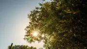Canicule : 35 départements en rouge, l'Occitanie résiste partiellement