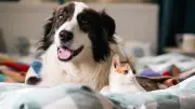 Canicule : 4 conseils d'une experte pour protéger votre animal