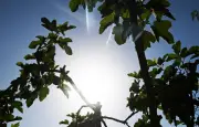 Canicule : 58 départements en rouge, plus de 90% des Français exposés