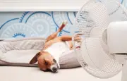 Canicule : chiens et chats plus vulnérables aux fortes chaleurs