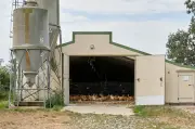 Canicule : les stratégies des éleveurs pour rafraîchir poules, cochons et vaches