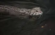 Chat pêcheur : un félin unique adapté à la vie aquatique