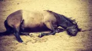 Chevaux sauvagement attaqués : un entre la vie et la mort dans le Nord