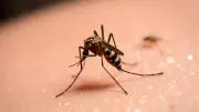 Chikungunya en Occitanie : deux cas détectés, opération de démoustication