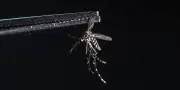Chikungunya : la Guyane française se prépare à éviter un scénario réunionnais