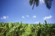Chlordécone : 80% des adultes contaminés en Guadeloupe et Martinique