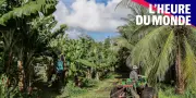 Chlordécone : qui est responsable de l'empoisonnement des Antilles ?