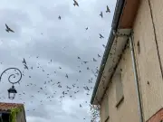 Chute alarmante des populations d'oiseaux communs en France