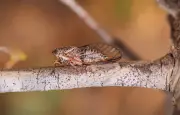 Cigales et mantes remontent vers le nord : le réchauffement climatique bouge la carte du vivant