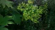 À Claret, le jardin de la Taillade devient gardien d'une euphorbe rare