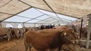 Conseil municipal : nouvel abattoir à Langogne et autres décisions