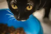 Croquettes pour chat : les critères vétérinaires à connaître en 2026