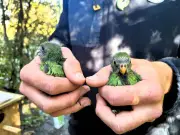 En Nouvelle-Zélande, les perruches Nacho et Trixie sauvent les kakariki karaka de l'extinction