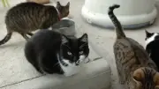 Errance animale : les Chats libres de Nîmes interpellent la mairie