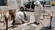 Essaim d'abeilles récupéré en terrasse d'un bar à Montpellier
