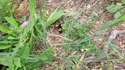 Fausse alerte frelon à Lavérune : c'était un papillon inoffensif