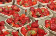 Fraise : un fruit peu calorique, riche en vitamine C et antioxydants