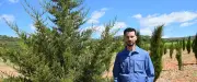 Frontignan : 900 arbres morts, mais les frères Buonomo persistent