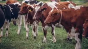 «Gale de la boue» : une bactérie bovine transmise sexuellement entre humains inquiète