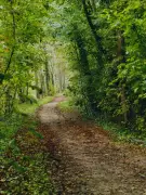 Gestion des forêts : ode à la complexité