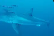 Grand requin blanc en Méditerranée : un biologiste rassure les baigneurs