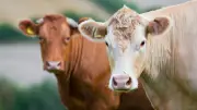Huit vaches s'invitent dans un hôpital allemand et grimpent au deuxième étage