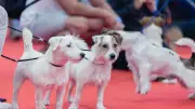 Hyères : des chiens meurent mystérieusement, parade canine reportée