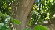 Insolite : un palmier pousse au cœur d’un platane à Lamalou-les-Bains